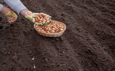 Kümelenmiş ellerde soğan yığını. Toprak zemine karşı parlak bahçe eldivenleri takıyorlar..