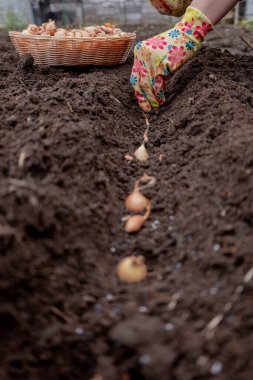 Soğan seti ekme: Çiçekli bir eldiven, bahçedeki toprağa soğan soğanı soğanları ekme.