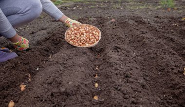 Eldivenli eller toprağa ekmek için bir sepet dolusu soğan tutuyor..