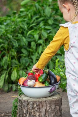 Bir çocuğun eli bahçedeki taze toplanmış organik sebzelere uzanır.