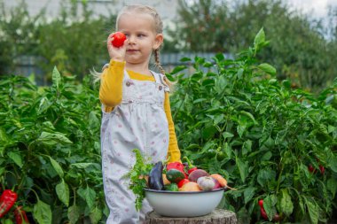 Bahçede elinde taze domatesle bir kase hasatın yanında duran mutlu küçük kız.