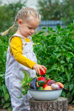 Bir çocuğun eli bahçedeki taze toplanmış organik sebzelere uzanır.