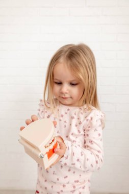Küçük kız plastik çene modeli tutuyor, diş yapısını öğreniyor..