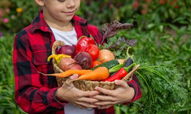 Küçük çocuk bahçede bir sepet taze sebze tutuyor. Hasat et.