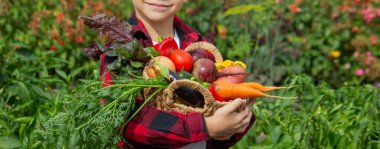 Küçük çocuk bahçede bir sepet taze sebze tutuyor. Hasat et.