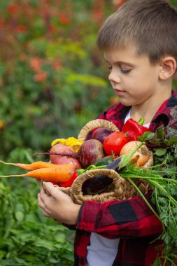 Küçük çocuk bahçede bir sepet taze sebze tutuyor. Hasat et.