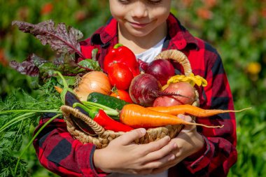 Küçük çocuk bahçede bir sepet taze sebze tutuyor. Hasat et.