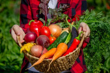 Küçük çocuk bahçede bir sepet taze sebze tutuyor. Hasat et.