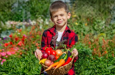 Küçük çocuk bahçede bir sepet taze sebze tutuyor. Hasat et.