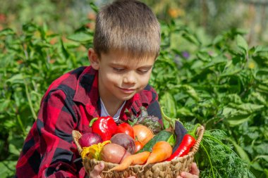 Küçük çocuk bahçede bir sepet taze sebze tutuyor. Hasat et.
