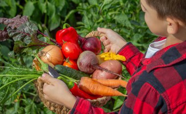Küçük çocuk bahçede bir sepet taze sebze tutuyor. Hasat et.