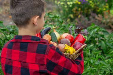 Küçük çocuk bahçede bir sepet taze sebze tutuyor. Hasat et.