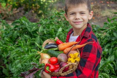 Küçük çocuk bahçede bir sepet taze sebze tutuyor. Hasat et.