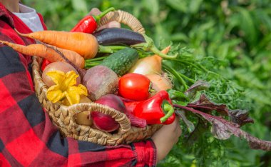 Küçük çocuk bahçede bir sepet taze sebze tutuyor. Hasat et.