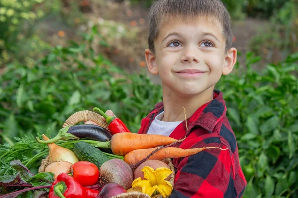Küçük çocuk bahçede bir sepet taze sebze tutuyor. Hasat et.