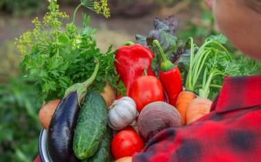 Taze organik sebzeli çiftçi kasesi, hasat mevsimi konsepti..