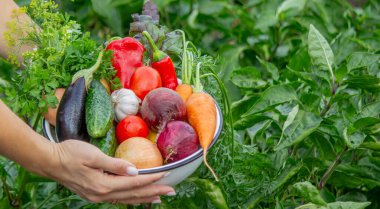 Taze organik sebzeli çiftçi kasesi, hasat mevsimi konsepti..
