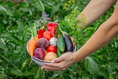 Taze organik sebzeli çiftçi kasesi, hasat mevsimi konsepti..