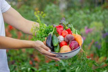 Taze organik sebzeli çiftçi kasesi, hasat mevsimi konsepti..