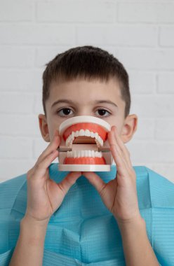 Diş modelini elinde tutan küçük çocuk, pediatrik dişçilik ve ağız hijyeni kavramı.