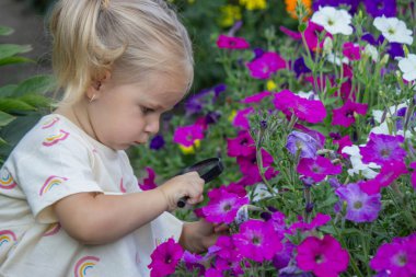 Çiçek açan bir yaz bahçesinde büyüteçle petunyalara bakan küçük bir kız..