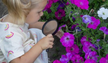 Çiçek açan bir yaz bahçesinde büyüteçle petunyalara bakan küçük bir kız..