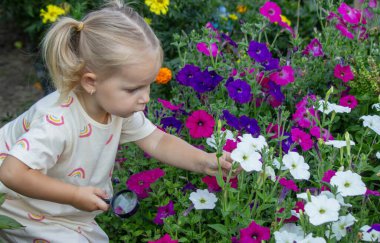 Çiçek açan bir yaz bahçesinde büyüteçle petunyalara bakan küçük bir kız..