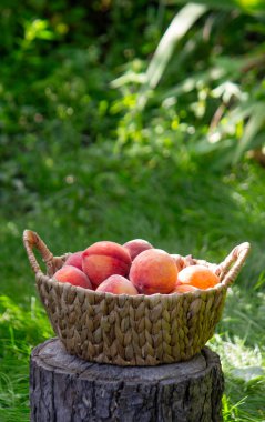 Ağaç kütüğünde olgun şeftali sepeti, yaz hasat konsepti..
