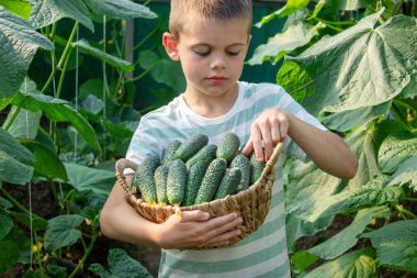 Bahçede bir sepet dolusu taze salatalık tutan sevimli çocuk..