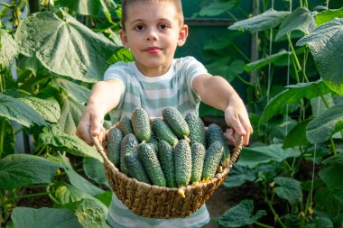 Bahçede bir sepet dolusu taze salatalık tutan sevimli çocuk..