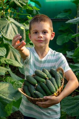 Bahçede bir sepet dolusu taze salatalık tutan sevimli çocuk..