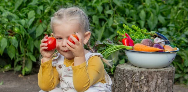 Bahçedeki bir kase taze sebzenin yanında domateslerle oynayan küçük kız.