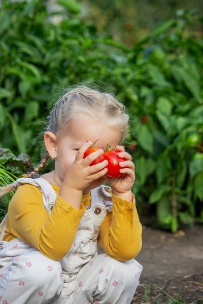 Bahçedeki bir kase taze sebzenin yanında domateslerle oynayan küçük kız.