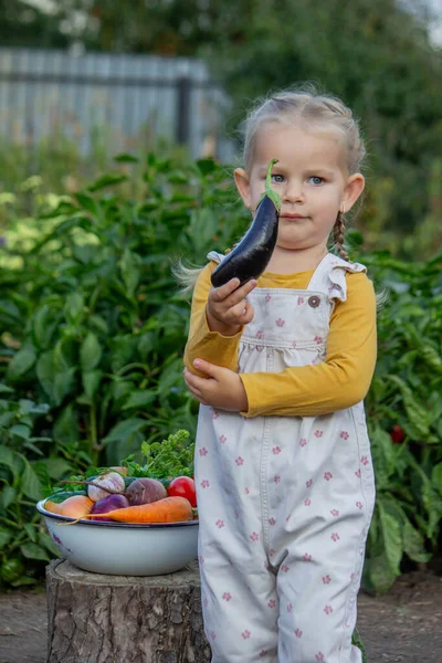 Küçük kız elinde sebze kasesinin yanında patlıcan tutuyor, bahçe konseptini hasat ediyor..