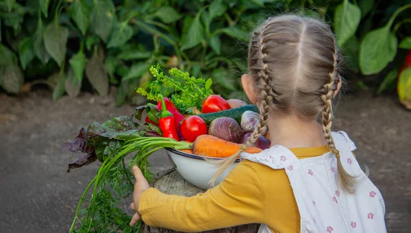 Bahçedeki bir kase taze sebzenin yanındaki küçük kız..