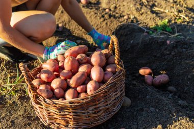 Tarlada büyük bir sepet dolusu taze pembe patates tutan çiftçi..
