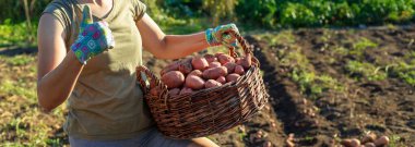 Tarlada büyük bir sepet dolusu taze pembe patates tutan çiftçi..