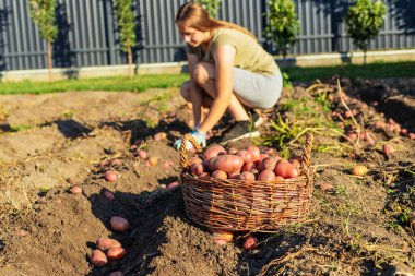 Bahçedeki sepetin içinde taze patates toplayan genç bir kadın..