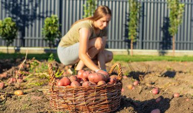 Bahçedeki sepetin içinde taze patates toplayan genç bir kadın..