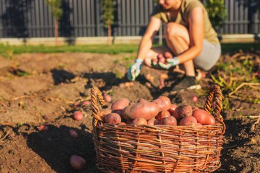 Bahçedeki sepetin içinde taze patates toplayan genç bir kadın..