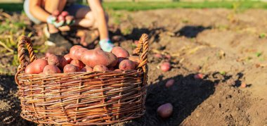 Bahçedeki sepetin içinde taze patates toplayan genç bir kadın..