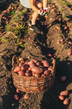Bahçedeki sepetin içinde taze patates toplayan genç bir kadın..