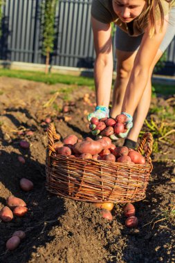 Bahçedeki sepetin içinde taze patates toplayan genç bir kadın..