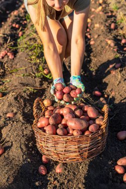Bahçedeki sepetin içinde taze patates toplayan genç bir kadın..