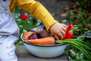 Çocuk el taze sebzeleri kaseden alıyor, sağlıklı gıda konsepti.