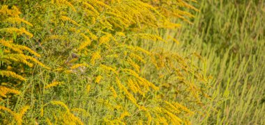 Çiçekli altın çayırlık: güneşli ışığın altında parlak sarı kır çiçekleri.