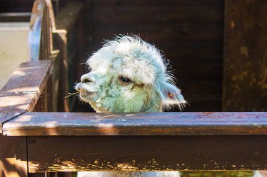 Ahşap bir çitin arkasında saman çiğneyen komik beyaz alpaka.