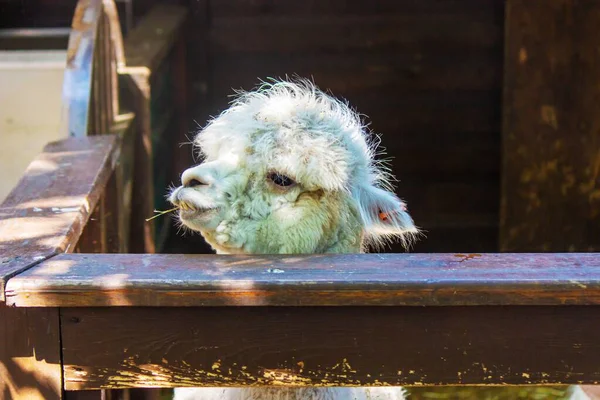 Ahşap bir çitin arkasında saman çiğneyen komik beyaz alpaka.