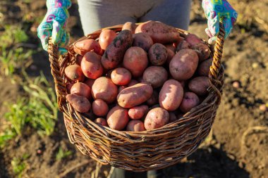 Çiftçinin elinde sepet dolusu taze hasat edilmiş pembe patates var..