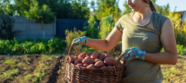 Çiftçinin elinde sepet dolusu taze hasat edilmiş pembe patates var..
